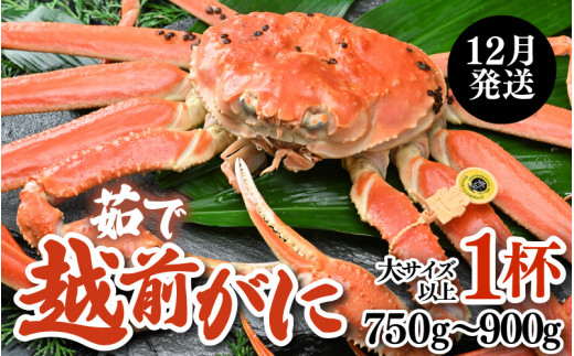 【先行予約】【12月発送限定】茹で越前がに 1杯 750g～900g（大サイズ以上）《新鮮！茹でたてを発送》／ 高級 福井 ブランド ズワイガニ 黄色タグ ボイル 冷蔵 蟹 カニ 期間限定【年内発送受付 12月23日まで】※2026年12月上旬～2026年12月25日で発送予定 [aw002-x003_12]