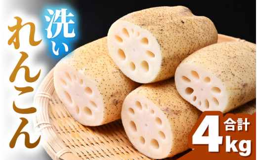 【先行予約】洗いれんこん 4kg 《発送直前に収穫してお届け！》 シャキっとした歯触り！／ 有機肥料 低農薬 蓮根 レンコン 野菜 根菜 正月【2026年11月中旬以降順次発送予定】 [aw056-a013]