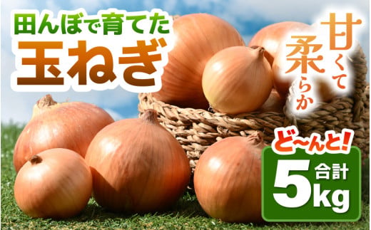 【先行予約】玉ねぎ 5kg（サイズ S M L ミックス）田んぼで育てた甘くて柔らか自慢の玉ねぎ！／ 野菜 万能 料理 常備 玉葱 BBQ たまねぎ 玉ネギ サラダ スープ ※2027年7月上旬以降順次発送予定 [aw056-a021]