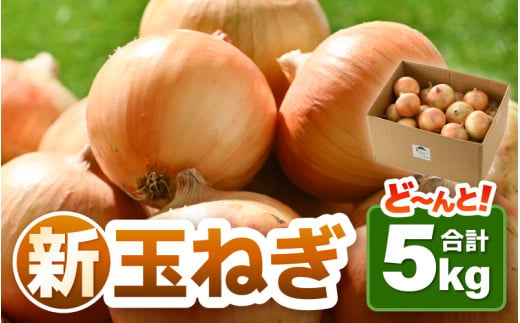 【先行予約】採れたて 新玉ねぎ 5kg（サイズ S M L ミックス）田んぼで育てた甘くて柔らか自慢の玉ねぎ！ ／ 野菜 万能 料理 常備 玉葱 BBQ たまねぎ 玉ネギ 甘い 2027年6月上旬以降順次発送予定 [aw056-a019]