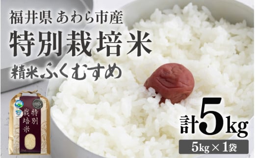 【先行予約】【令和8年産】化学肥料不使用 ふくむすめ 精米 5kg / 白米 米 福井県あわら市産 美味しい 特別栽培米 減農薬 安心な米 旨味 甘み もっちり 冷蔵保管米 ※2026年9月下旬以降発送予定 [aw010-a071]