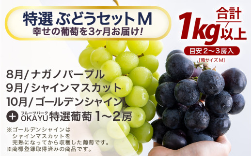 【先行予約】【訳あり】＜全3回定期便＞特選 ぶどうセットM（8月・9月・10月）1kg以上（各月2～3房）／ 葡萄 ナガノパープル シャインマスカット ゴールデン シャイン 品種 おまかせ あわら 農家おすすめ ※2026年8月より順次発送 [aw007-d001]