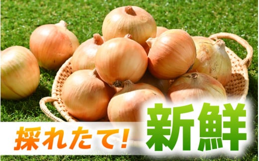 【先行予約】採れたて 新玉ねぎ 10kg（サイズ S M L ミックス）田んぼで育てた甘くて柔らか自慢の玉ねぎ！／ 常備 野菜 玉葱 たまねぎ 玉ネギ 甘い ※2026年6月以降順次発送予定 [aw056-a020]