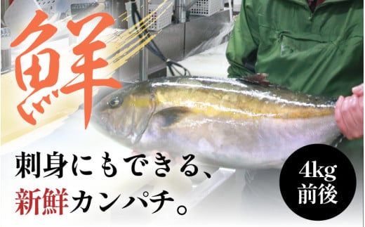 カンパチカマ塩糀漬け（5パック） ／ カンパチ 塩糀漬け ビール お父さん おつまみ 朝食 弁当 魚介類 海の幸 お取り寄せ 人気 福井県 あわら市 日本海 魚 かんぱち [aw002-a009]