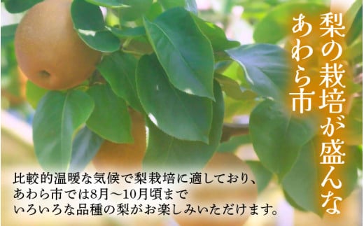 【先行予約】福井梨 3kg 6～8玉入 《幸水梨 豊水梨どちらかのお届け！》 ／ 期間限定 果物 フルーツ 産地直送 旬 お取り寄せ ※2026年8月下旬以降発送 [aw003-a009]