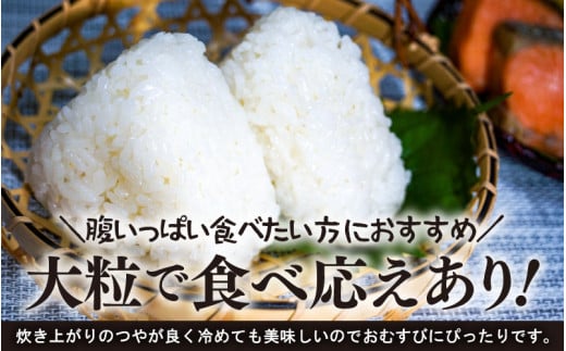 【先行予約】【令和8年産】定期便 ≪3ヶ月連続お届け≫ 化学肥料不使用 虹のきらめき 精米 5kg × 3回（合計15kg） / 白米 米 福井県あわら市産 美味しい 特別栽培米 減農薬 安心な米 旨味 甘み もっちり 冷蔵保管米 ※2026年10月上旬以降発送予定 [aw010-b032]