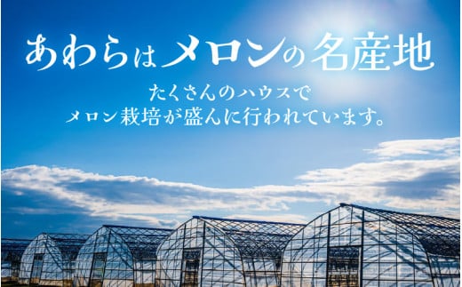【先行予約】アンデスメロン 花咲乙女 3～5玉入 《甘くまろやか！青肉で果汁たっぷり》／ 期間限定 果物 フルーツ 産地直送 ※2027年6月下旬より順次発送 [aw003-a008]