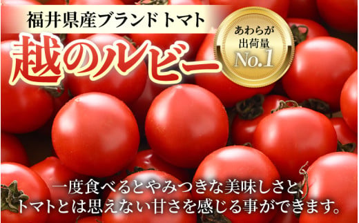 【先行予約】ミディトマト 越のルビー 約2kg 10パック（8パック＋品質補償2パック）／ 福井県産 ブランド トマト 福井県産ブランドトマト 農家直送 有機肥料 低農薬 完熟 甘い ※2026年9月下旬より順次発送 [aw069-a005]