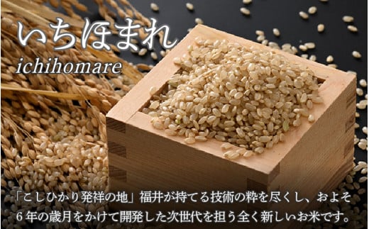 【令和7年産】定期便6回 いちほまれ 玄米 5kg×6回（計30kg）《新鮮な高品質米をお届け！》／ 福井県産 ブランド米 ご飯 [aw064-g004]