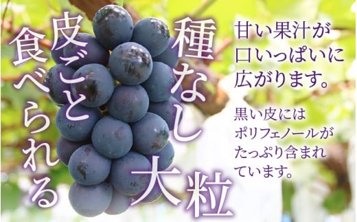 【先行予約】【種なし】上野梨園のナガノパープル 約1kg 【朝採れ】【秀品】農園直送【上野の葡萄】 / ぶどう フルーツ 果物 くだもの 贈答 お土産 種なし 旬 皮ごと食べる ポリフェノール 美容 レスベラトロール ぶどう狩り 巨峰  甘い 大粒 新鮮 濃厚 ※2026年8月下旬より順次発送 [aw077-a023]