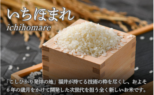 【令和7年産】定期便3回 いちほまれ 精米 10kg×3回（計30kg）《お米マイスターが発送直前に精米！》／ 福井県産 ブランド米 ご飯 白米 新鮮 [aw064-h005]
