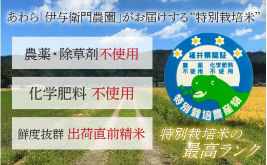 【先行予約】【令和8年産 新米】伊与衛門農園のコシヒカリ 精米 5kg 特別栽培米 化学肥料不使用 ＜温度と湿度を常時管理し新鮮米を出荷！＞／ 高品質 鮮度抜群 福井県あわら産 ブランド米 白米 お米 ※2026年9月下旬より順次発送予定 [aw071-a009]
