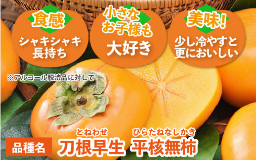 【先行予約】【2026年11月中旬以降発送予定】厳選！種なし！スッキリ甘みの越前柿 18個入  ／ 果物 フルーツ かき 種なし  産地直送 期間限定 ※2026年11月中旬以降発送予定 [aw031-a003_11]