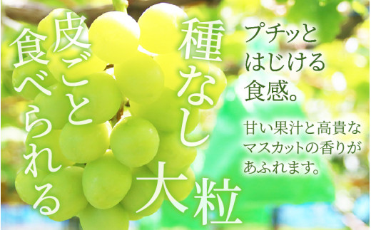 【先行予約】【種なし】上野梨園のシャインマスカット 約1kg【朝採れ】【秀品】 農園直送【上野の葡萄】 / ぶどう フルーツ 果物 くだもの 贈答 お土産 種なし 旬 皮ごと食べる 　美容 ぶどう狩り 巨峰に負けない 爽やかな甘さ 大粒 新鮮 朝採れ 厳選 ※2026年9月上旬より順次発送 [aw077-a011]