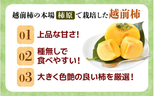 【先行予約】【種なし】 甘い！越前柿12個入り 脱渋済み 本場柿原郷で収穫 ※2026年10月中旬以降順次発送予定 [aw082-a001]