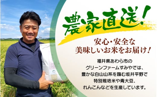【先行予約】【令和8年産】 【9月上旬以降発送】華越前  無洗米 5kg / 米 5キロ ハナエチゼン はなえちぜん 北陸 福井県産 あわら市 ブランド米 白米 お米 コメ こめ kome ※2026年9月上旬以降順次発送 [aw056-a028_09]