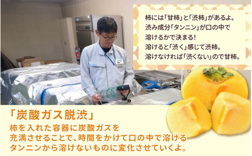 【先行予約】【2026年11月中旬以降発送予定】厳選！種なし！スッキリ甘みの越前柿 18個入  ／ 果物 フルーツ かき 種なし  産地直送 期間限定 ※2026年11月中旬以降発送予定 [aw031-a003_11]