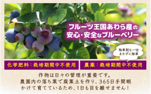 【先行予約】【訳あり】【冷凍】あわらフルーツランドのブルーベリー 800g （400g×2袋） 【完熟】 / フルーツ 果物 くだもの 福井県 あわら市 小分け 便利 たっぷり 完熟 ご当地 国産 おすすめ ※2026年8月上旬より順次発送 [aw091-a002]