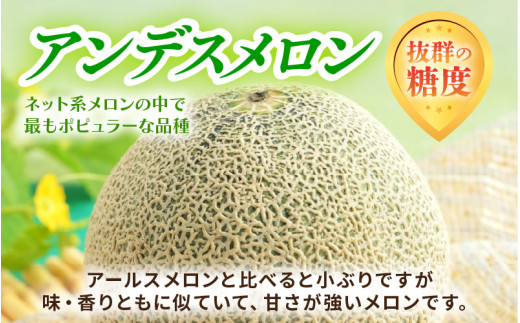 【先行予約】アンデスメロン 花咲乙女 3～5玉入 《甘くまろやか！青肉で果汁たっぷり》／ 期間限定 果物 フルーツ 産地直送 ※2027年6月下旬より順次発送 [aw003-a008]