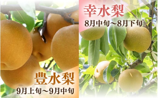 【先行予約】福井梨 3kg 6～8玉入 《幸水梨 豊水梨どちらかのお届け！》 ／ 期間限定 果物 フルーツ 産地直送 旬 お取り寄せ ※2026年8月下旬以降発送 [aw003-a009]