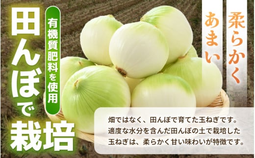 【先行予約】採れたて 新玉ねぎ 5kg（サイズ S M L ミックス）田んぼで育てた甘くて柔らか自慢の玉ねぎ！ ／ 野菜 万能 料理 常備 玉葱 BBQ たまねぎ 玉ネギ 甘い 2027年6月上旬以降順次発送予定 [aw056-a019]