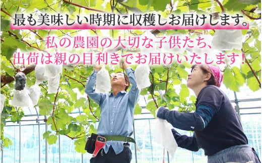 【先行予約】【種なし】上野梨園のナガノパープル 約1kg 【朝採れ】【秀品】農園直送【上野の葡萄】 / ぶどう フルーツ 果物 くだもの 贈答 お土産 種なし 旬 皮ごと食べる ポリフェノール 美容 レスベラトロール ぶどう狩り 巨峰  甘い 大粒 新鮮 濃厚 ※2026年8月下旬より順次発送 [aw077-a023]