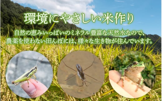 【先行予約】【令和8年産 新米】伊与衛門農園の自然栽培コシヒカリ精米 5kg 【福井県認証米】伊与衛門農園の特別栽培米＜温度と湿度を常時管理し新鮮米を出荷！＞ / 米 白米 自然の力 高品質 鮮度抜群 ブランド米 福井県 あわら市産 スマート農業 ※2026年10月中旬より順次発送予定 [aw071-b004]