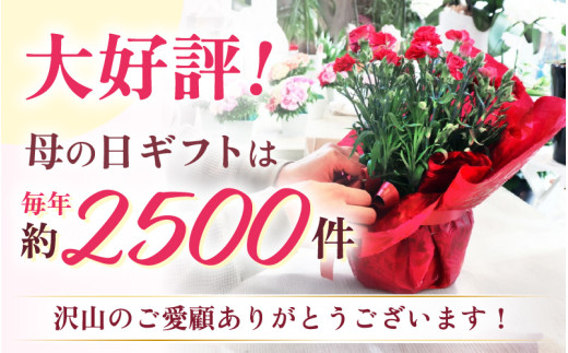 【25セット限定 先行予約】カーネーション 赤 5号 鉢植え 生花 ＜数量限定！想いを届ける母の日ギフト＞ ※2026年5月6日～9日の間にお届け [aw062-a003]