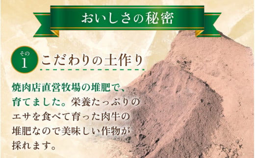 【先行予約】アールスメロン 2玉（約1.6kg以上×2玉）青肉品種 高級メロン！ ／ マスクメロン 大玉 果物 フルーツ 夏 ギフト 農家直送 ※2027年6月下旬以降発送 [aw065-a013]