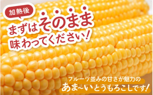 【先行予約】秋とうもろこし 黄色 白色 計8本 おおもの 朝採り ／ 期間限定 数量限定 ハウス栽培 産地直送 甘い ミックス スイートコーン 白い とうもろこし ホワイトコーン 野菜 あわら ※2026年10月10日より順次発送 [aw039-a012]