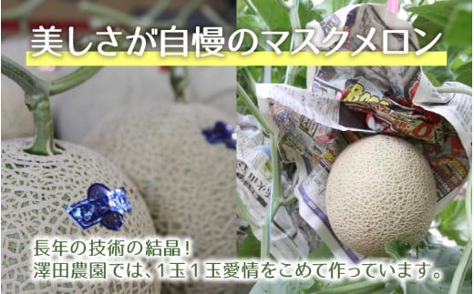 【先行予約】青肉マスクメロン（1.5kg以上 2玉入）味も見た目も抜群！アールスメロン  / 期間限定 果物 フルーツ 産地直送 青肉 人気 ギフト 贈答 ※2026年7月上旬より順次発送 [aw039-a005]