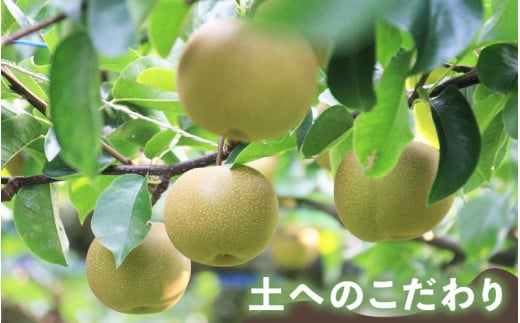 【先行予約】上野梨園の新興梨 8～12玉入 約5kg  4L～6L【秀品】《数量限定》梨園直送！ / 期間限定 果物 フルーツ 農家直送 シャキシャキ もぎたて 旬 お取り寄せ ※2026年10月上旬より順次発送 [aw077-a022]