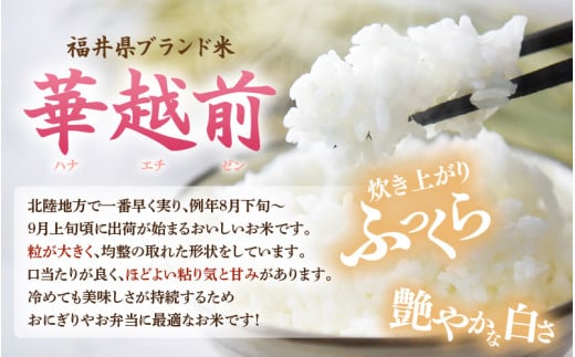 【先行予約】【令和8年産】 【9月上旬以降発送】華越前  無洗米 5kg / 米 5キロ ハナエチゼン はなえちぜん 北陸 福井県産 あわら市 ブランド米 白米 お米 コメ こめ kome ※2026年9月上旬以降順次発送 [aw056-a028_09]