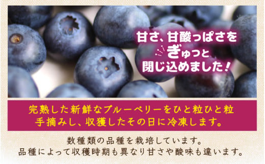 【先行予約】【訳あり】【冷凍】あわらフルーツランドのブルーベリー 800g （400g×2袋） 【完熟】 / フルーツ 果物 くだもの 福井県 あわら市 小分け 便利 たっぷり 完熟 ご当地 国産 おすすめ ※2026年8月上旬より順次発送 [aw091-a002]