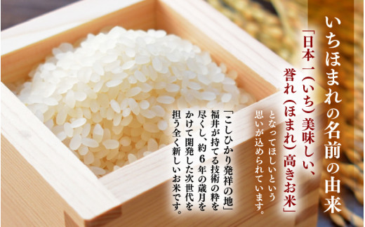 【令和7年産】いちほまれ 精米 10kg 《ギフトにもおすすめ！化粧箱入り》／ 福井県産 ブランド米 白米 贈り物 お取り寄せ [aw003-c001]