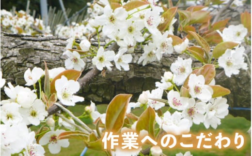 【先行予約】上野梨園の新興梨 8～12玉入 約5kg  4L～6L【秀品】《数量限定》梨園直送！ / 期間限定 果物 フルーツ 農家直送 シャキシャキ もぎたて 旬 お取り寄せ ※2026年10月上旬より順次発送 [aw077-a022]