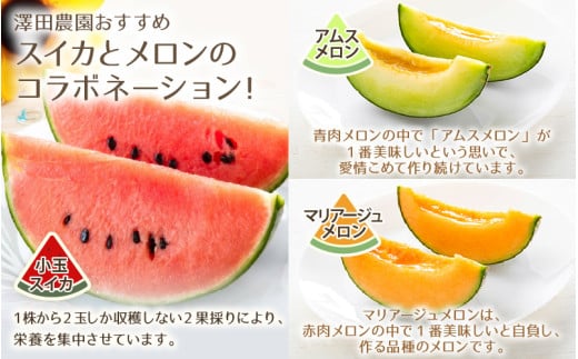 【先行予約】日を分けて2度楽しめる！小玉すいか・おすすめメロン 2種セット(2玉入)  / 期間限定 果物 フルーツ 産地直送 青肉 赤肉 スイカ 小玉スイカ 人気 ※2027年6月下旬より順次発送 [aw039-a020]