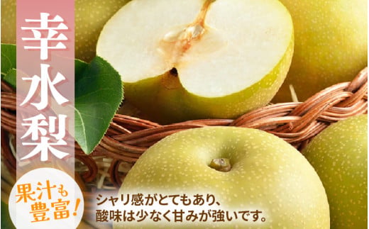 【先行予約】福井梨 3kg 6～8玉入 《幸水梨 豊水梨どちらかのお届け！》 ／ 期間限定 果物 フルーツ 産地直送 旬 お取り寄せ ※2026年8月下旬以降発送 [aw003-a009]