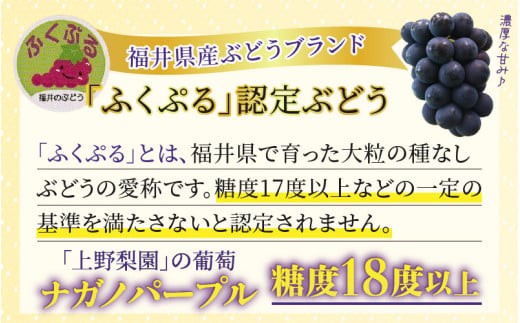 【先行予約】【種なし】上野梨園のナガノパープル 約1kg 【朝採れ】【秀品】農園直送【上野の葡萄】 / ぶどう フルーツ 果物 くだもの 贈答 お土産 種なし 旬 皮ごと食べる ポリフェノール 美容 レスベラトロール ぶどう狩り 巨峰  甘い 大粒 新鮮 濃厚 ※2026年8月下旬より順次発送 [aw077-a023]