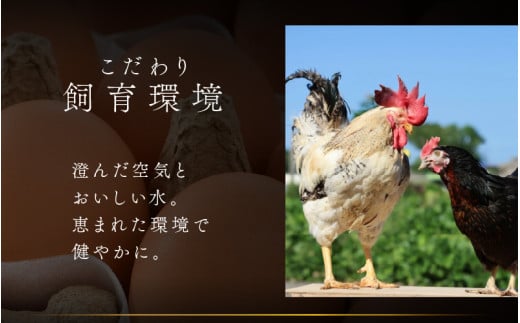 濃厚で甘くておいしい！ 福井ブランド「福地鶏」の卵 50個（25個入×2段） ／ 卵 たまご 鶏卵 生卵 有精卵 高級 高級卵 福地鶏 鶏 平飼い 美味しい こだわり 卵かけご飯 料理 あわら市 福井県産 [aw036-a002]