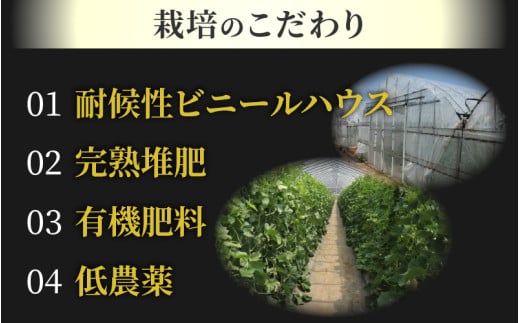 【先行予約】《定期便全2回》佐藤農園のフルーツ定期便 朝採り 計4玉（小玉スイカ・マルセイユメロン・レノンメロン・ペルルメロン）農家直送 秀品 お届け！※2027年5月下旬～7月末の間に順次発送予定 [aw069-b001]