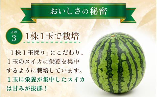【先行予約】大玉すいか『祭ばやし』 1玉（約7kg以上）スイカが持つ食味を最大限まで極めた大きめ品種！ ／ 果物 フルーツ 西瓜 スイカ ギフト 農家直送 ※2027年6月上旬以降発送 [aw065-a015]