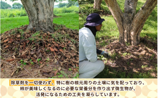 【先行予約】【2026年11月中旬以降発送予定】厳選！種なし！スッキリ甘みの越前柿 18個入  ／ 果物 フルーツ かき 種なし  産地直送 期間限定 ※2026年11月中旬以降発送予定 [aw031-a003_11]