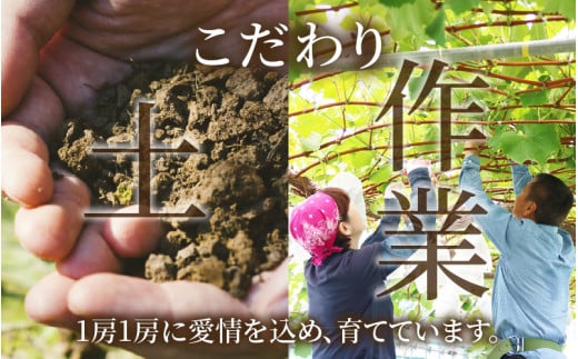 【先行予約】【種なし】上野梨園のナガノパープル 約1kg 【朝採れ】【秀品】農園直送【上野の葡萄】 / ぶどう フルーツ 果物 くだもの 贈答 お土産 種なし 旬 皮ごと食べる ポリフェノール 美容 レスベラトロール ぶどう狩り 巨峰  甘い 大粒 新鮮 濃厚 ※2026年8月下旬より順次発送 [aw077-a023]