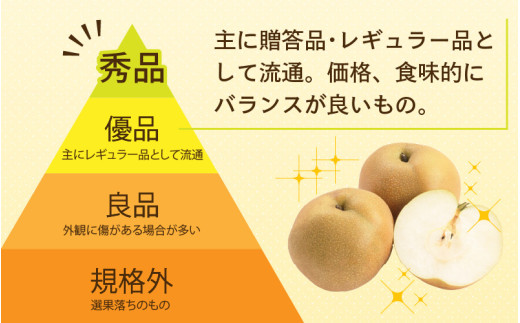 【先行予約】上野梨園の新興梨 8～12玉入 約5kg  4L～6L【秀品】《数量限定》梨園直送！ / 期間限定 果物 フルーツ 農家直送 シャキシャキ もぎたて 旬 お取り寄せ ※2026年10月上旬より順次発送 [aw077-a022]