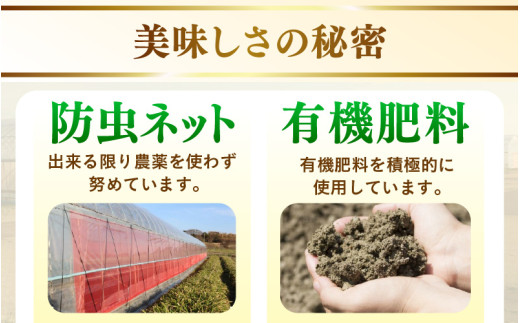 【先行予約】赤肉パリスメロン 秀品 2玉（1.5kg以上×2玉）【アールス系赤肉メロン】《糖度16度程度！1株1果採りで育てる高級メロン！》／ 果物 フルーツ 農家直送 赤肉 マスクメロン アールスメロン ギフト 贈答用 ※2026年7月上旬より順次発送予定 [aw028-a003]