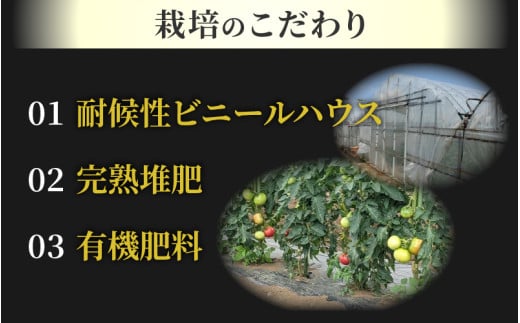 【先行予約】ミディトマト 越のルビー パック入り 約1kg 5パック（4パック＋品質補償1パック） / 福井県産 ブランド トマト 福井県産ブランドトマト 農家直送 有機肥料 低農薬 完熟 甘い ※2026年9月下旬より順次発送 [aw069-a009]