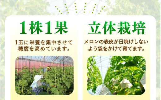 【先行予約】赤肉パリスメロン 秀品 1玉（1.5kg以上）【アールス系赤肉メロン】《糖度16度程度！1株1果採りで育てる高級メロン！》／ 果物 フルーツ 農家直送 赤肉 マスクメロン アールスメロン ギフト 贈答用 ※2026年7月上旬より順次発送予定 [aw028-a005]
