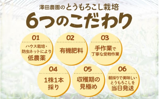 【先行予約】秋とうもろこし 黄色 白色 計5本 おおもの 朝採り ／ 期間限定 数量限定 ハウス栽培 産地直送 甘い ミックス スイートコーン 白い とうもろこし ホワイトコーン 野菜 あわら ※2026年10月10日より順次発送 [aw039-a014]