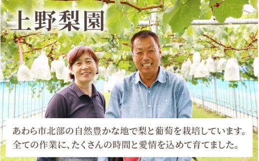 【先行予約】【種なし】上野梨園のナガノパープル 約1kg 【朝採れ】【秀品】農園直送【上野の葡萄】 / ぶどう フルーツ 果物 くだもの 贈答 お土産 種なし 旬 皮ごと食べる ポリフェノール 美容 レスベラトロール ぶどう狩り 巨峰  甘い 大粒 新鮮 濃厚 ※2026年8月下旬より順次発送 [aw077-a023]
